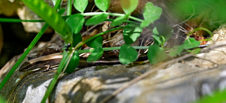 European snake-eyed skink // Johannisechse (Ablepharus kitaibelii) - Peloponnese, Greece