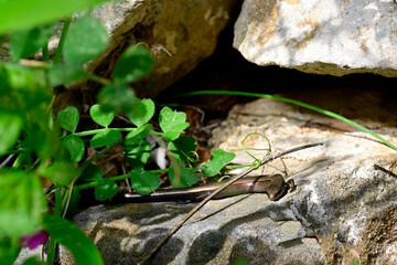 European snake-eyed skink // Johannisechse (Ablepharus kitaibelii) - Peloponnese, Greece