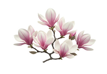 Magnolia blossoms on transparent background