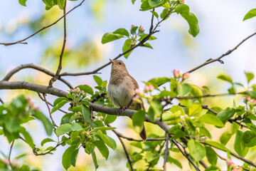 Thrush Nightingale, Luscinia luscinia. A bird sits on a tree branch and sings