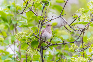 Obraz premium Thrush Nightingale, Luscinia luscinia. A bird sits on a tree branch and sings