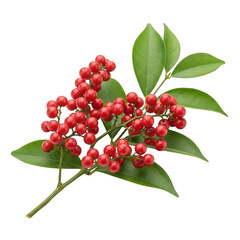 Red berries and green leaves plant