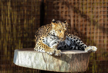 Piękna młoda samica leoparda w promieniach jesiennego słońca. © LiliEss
