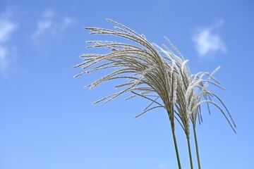 青空を背景としたススキの穂