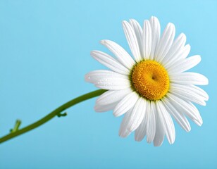 Fototapeta premium Fresh White Daisy on Blue Background