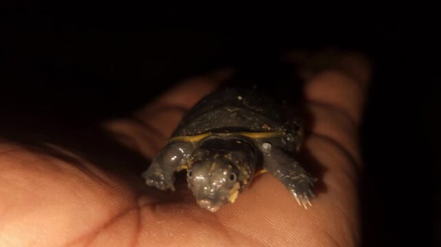 Baby turtle
