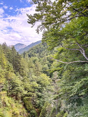 Landscape from above of the thickets of the mountain forest descending steep slopes down to the bed of mountain rivers.