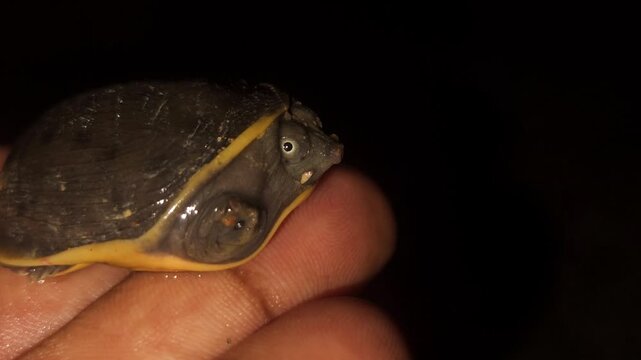 Baby turtle