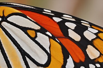 Close-up butterfly wing, vibrant colors, intricate patterns