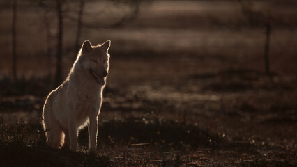 wolf in backlit light, dark