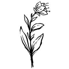 hand drawn rough abstract sketches doodle floral flower leaf plant illustration