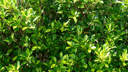 Lush Green Leaves on a Vibrant Shrub Creating a Dense Foliage Background with Varying Shades and Textures for Nature and Garden Themes
