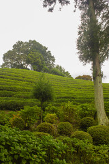 This is a green tea field landscape in Boseong, Jeollanam-do, Korea.
