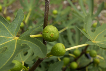 It is a fig tree with fruit.