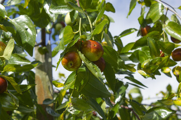 The jujube tree is an open tree.