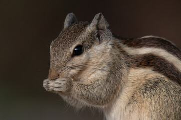 Cute palm squirrel chipmunk close-up eating seeds