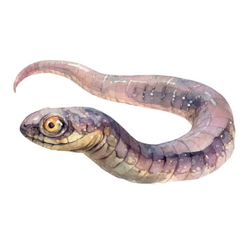 Caecilian watercolor artwork, high-quality professional vector illustration isolated on a white background.