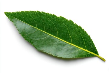 Close-up of a vibrant green leaf (1)
