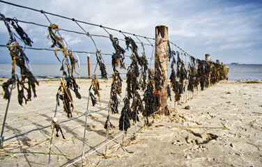 Seaweed drying on a fence at the beach, showing the north sea coast and sand at carolinensiel, germany