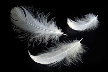 Obraz premium Delicate White Feathers Floating Gracefully on a Black Background