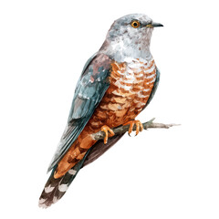 Fototapeta premium Watercolor painting of Cuckoo, detailed and artistic vector illustration on a white background.