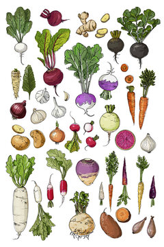 Hand-drawn vector poster featuring seasonal root vegetables. Includes carrots, beets, turnips, parsnips, potatoes, radishes, and more. Perfect for kitchen decor, menus, farm markets