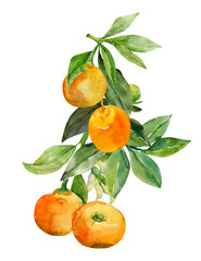 A branch of ripe tangerines.  Pattern.Image on white and colored background.