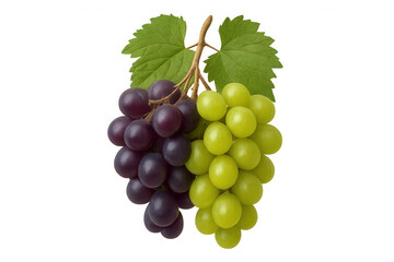 Fototapeta premium Fresh green and purple grapes on vine with leaves, healthy food ingredient, fruit snack with transparent background