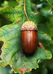 Oak acorn hanging on a green leaf in a forest during autumn © Jill Dundee