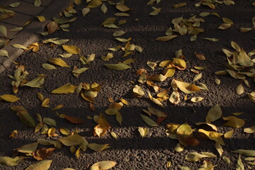 autumn leaves background