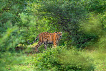 wild indian curious sub adult male bengal tiger or panthera tigris Ranthambore National Park forest Reserve Rajasthan India cub side profile walking in natural scenic green wildlife jungle safari