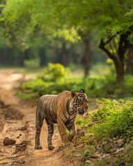 Showstopper wild dominant indian male bengal tiger Ranthambore National Park Reserve Rajasthan India wildlife jungle safari panthera tigris walking head on road blocking in natural scenic green forest