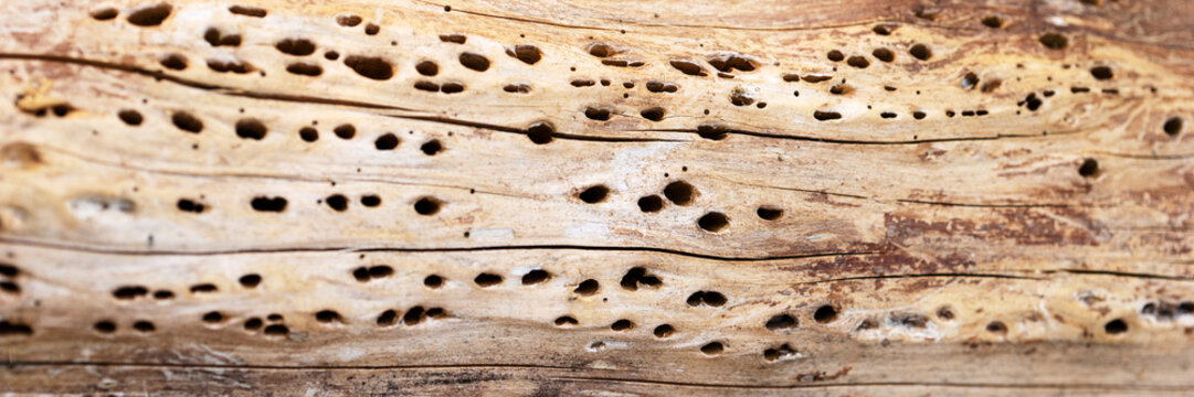 Panoramic image. Tree trunk surface with small holes
