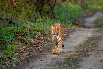 wild bengal female tiger panthera tigris walking head on road pilibhit national park forest reserve uttar pradesh india tigress stroll in natural green scenic background winter season morning safari