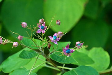 カラフルなクサギの果実