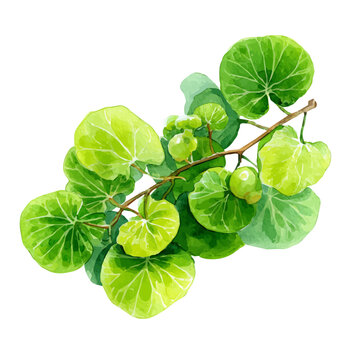 Sea Grape watercolor drawing vector, premium quality illustration on a clean white background.