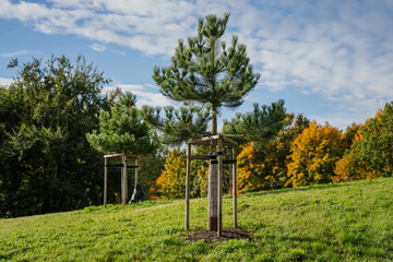 Newly planted young trees supported by wooden frames on grassy hillside under blue sky representing sustainable landscaping tree stabilization and modern urban greening practice