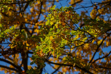 Colorful oak leaves glowing in sunlight on autumn day representing natural beauty peaceful atmosphere and connection with changing seasons under clear blue sky outdoors