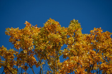 Golden yellow autumn tree canopy with vibrant leaves illuminated by sunlight against clear blue sky capturing seasonal color contrast and natural texture in high detail outdoor setting