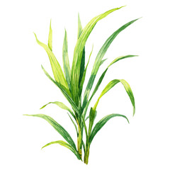 Obraz premium Sweet Flag watercolor artwork, high-quality professional vector illustration isolated on a white background.
