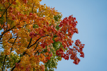 Bright autumn maple leaves in shades of red, orange, and yellow standing out against blue sky, natural seasonal landscape capturing beauty of fall colors and calm outdoor atmosphere