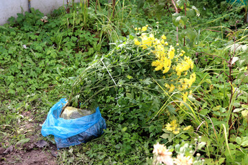 Naklejka premium A bush of bright yellow chrysanthemums in a bag with a lump of soil ready for planting in the garden on a sunny autumn day - horizontal color photo