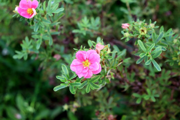 Pink cinquefoil flowers on a bush in a garden flowerbed on a cloudy autumn day - horizontal color...