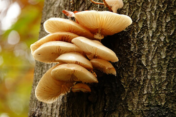 Low angle closeup on a Porcelain fungus, Oudemansiella mucida, on a dead beech tree in the forest