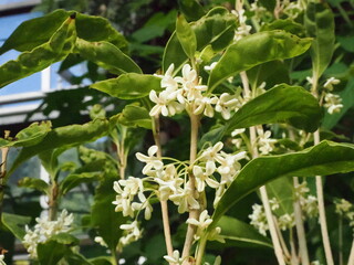 可愛らしい銀木犀の花