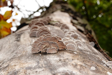 Closeup on a asidiomycete bracket fungus, Schizophyllum commune on a trunk of a dead beech tree
