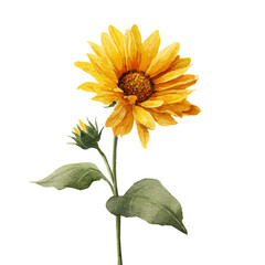 Watercolor painting of Wild Sunflower, detailed and artistic vector illustration on a white background.