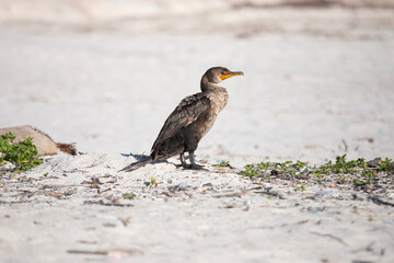 Cormorant in El Cuyo, a fishing village in Yucatan, Mexico.