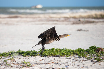 Cormorant in El Cuyo, a fishing village in Yucatan, Mexico.