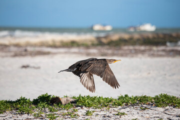 Cormorant in El Cuyo, a fishing village in Yucatan, Mexico.
